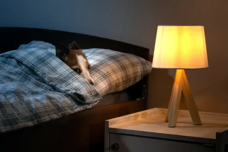 Vet Reveals Common Home Feature That Could Be Making Your Dog Anxious