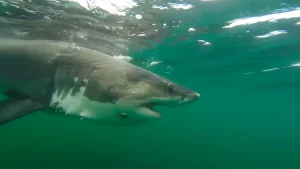 Massive great white shark detected by researchers off Mississippi coast in rare Gulf migration