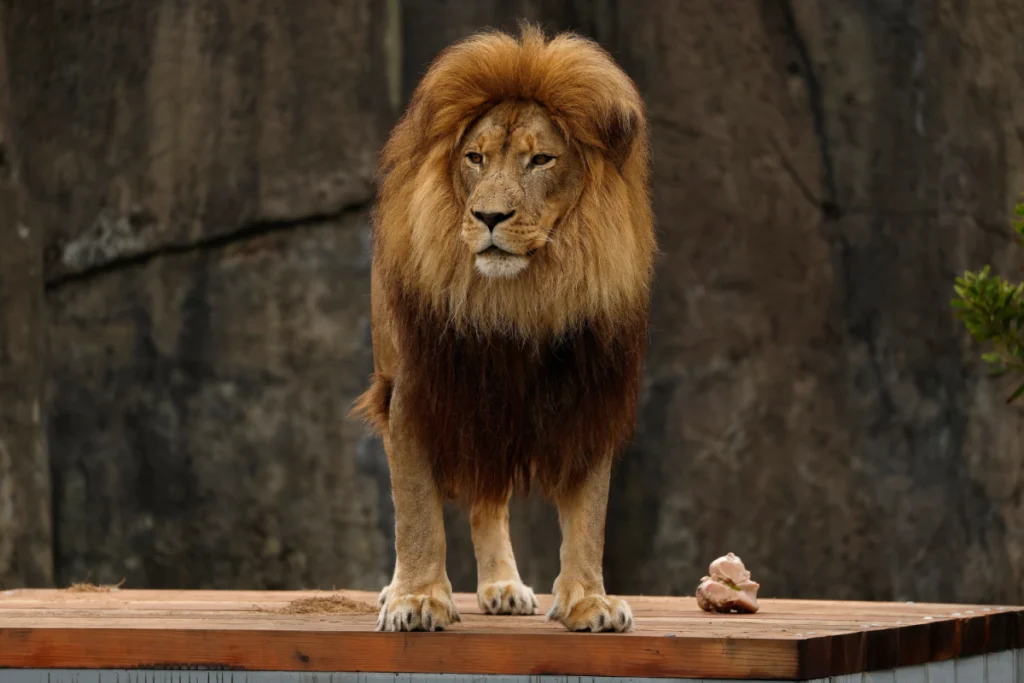 University Warning of ‘Lion’ Roaming Campus Sparks Panic and Confusion – Newsweek