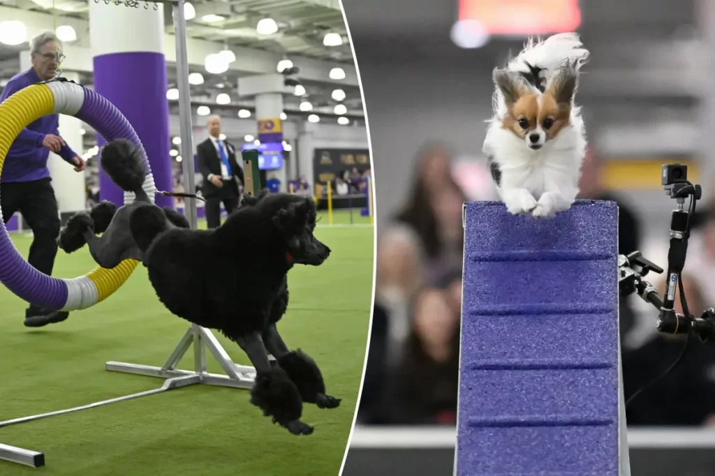 How to watch the Westminster Dog Show 2026 for free: Livestream, schedule
