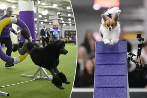 How to watch the Westminster Dog Show 2026 for free: Livestream, schedule