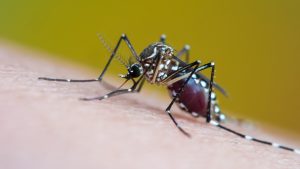 Mosquitoes get the ‘I’m full’ signal from their butts, not their brains