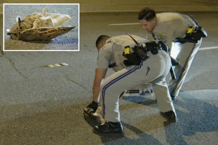 Adorable owl rescued after taking nosedive onto busy SoCal roadway