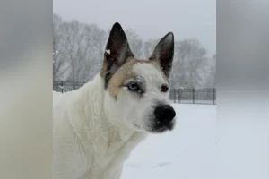 Husky Mix Has DNA Test, Owner Can’t Believe What It Reveals: ‘Dog-Wolf’