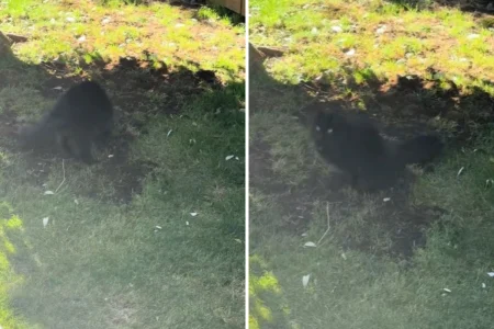 Owner Buries Cat in Garden—What Sibling Does Seconds Later Breaks Hearts