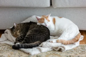 Cat Has Brother Who ‘Hates To Be Touched’ but One Paw Always Finds a Way