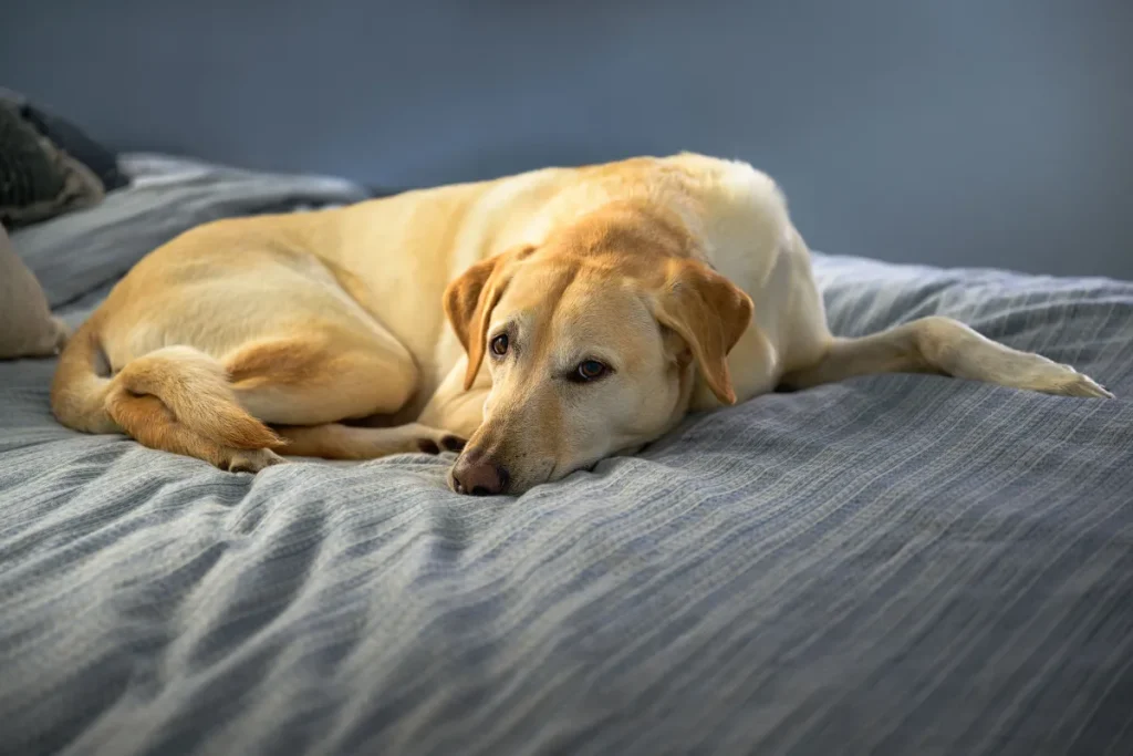 Owners Smell Something From Labrador’s Bed, Can’t Cope With What They Find