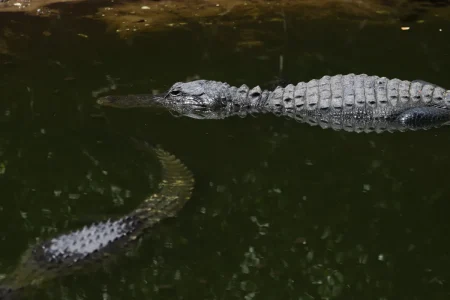 Fact Check: Is Clavicular Being Investigated Over Alligator Shooting Video?