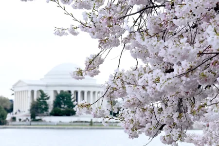 Cherry blossoms and beyond: Where to play and stay in Washington, DC now