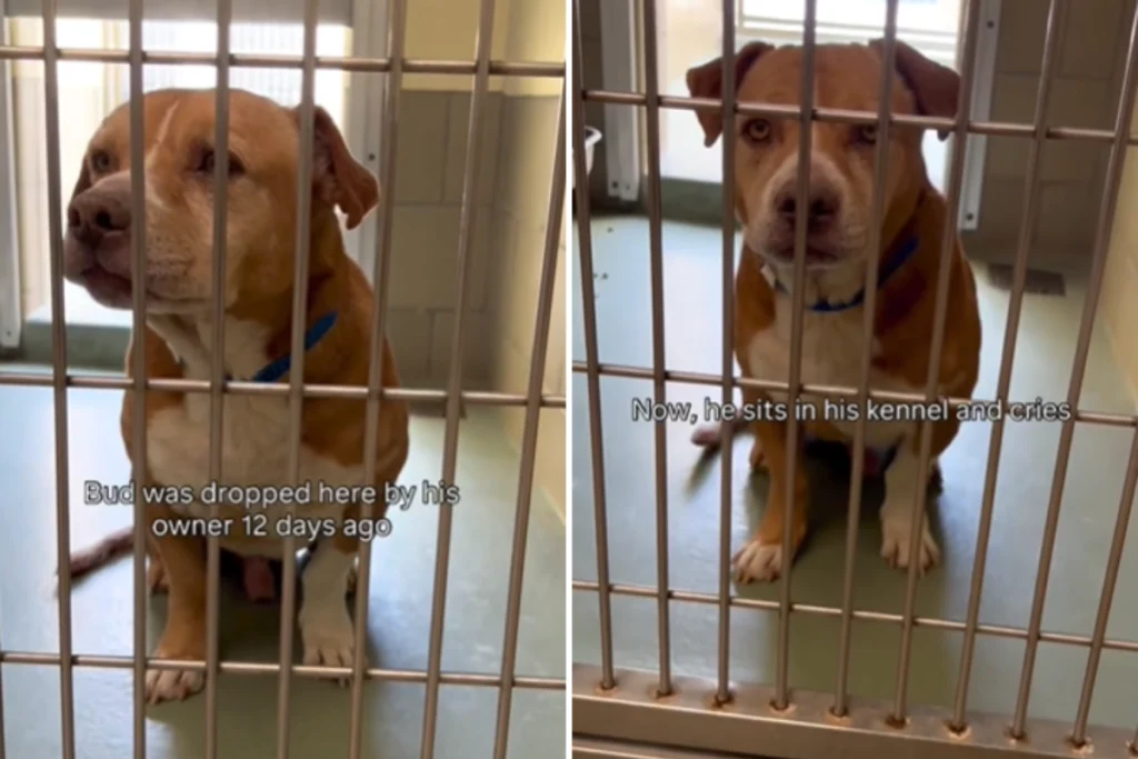 Tears Over What ‘Heartbroken’ Dog Does Each Day Since Owner Surrendered Him