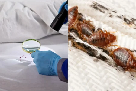 Bedbug nightmare spreading across multiple states: What you need to know — especially if you’re heading to spring break
