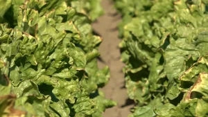 Colorado River management plans to be determined by government after negotiations stall