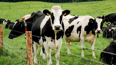 New mutations help the H5N1 bird flu virus infect cows but not people