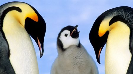 Emperor penguins are marching toward extinction. Antarctica fur seals too