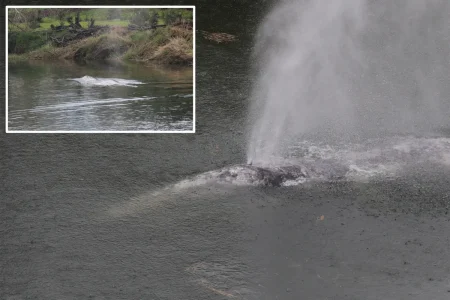 Gray whale that swam 20 miles up a Washington state river is found dead