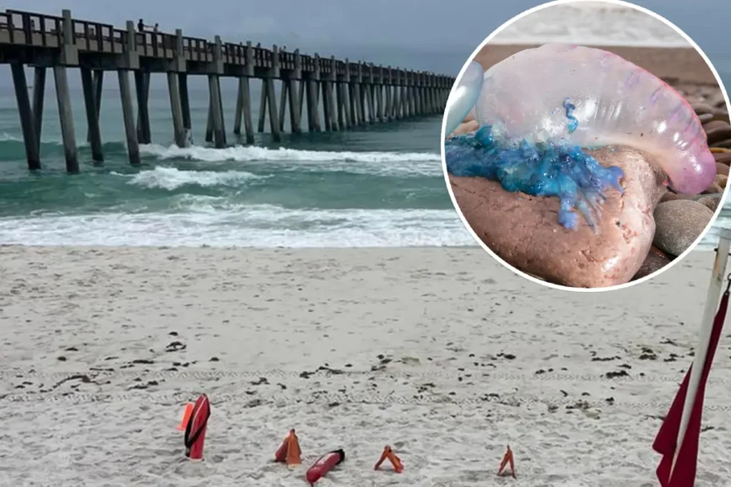 Poisonous, stinging Portuguese man o’ war are rapidly invading beaches: ‘Extremely painful’