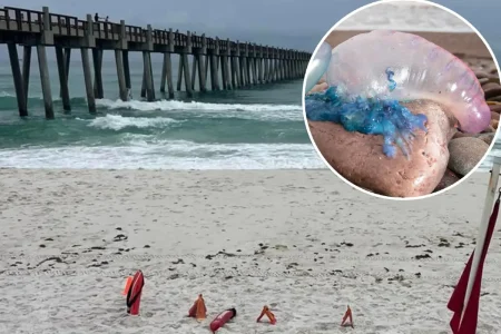 Poisonous, stinging Portuguese man o’ war are rapidly invading beaches: ‘Extremely painful’