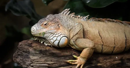 289-Million-Year-Old Mummified Reptile Found in Oklahoma: Everything We Know About the Discovery