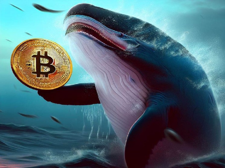 Bitcoin Whales Exhibit Anticipation in Options Market Data