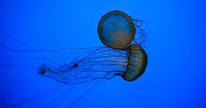 How to Avoid Jellyfish Stings This Beach Season