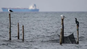 Seabirds weren’t fooled by a scarecrow-like buoy with rotating eyes