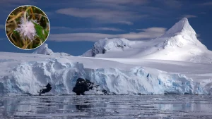 Antarctic plants may face a growing fungal threat from warming soils