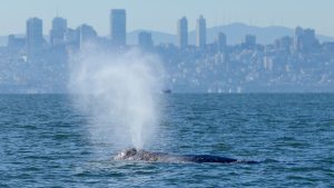 AI-powered whale-spotting tech may help save San Francisco Bay’s gray whales