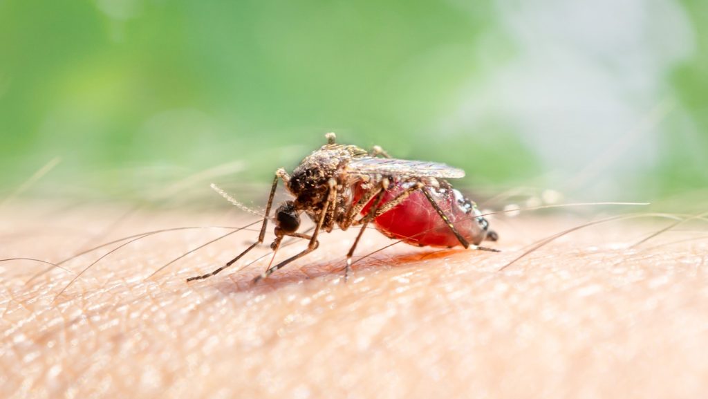 Can DEET attract mosquitoes? A lab study offers clues