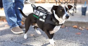 HUD Moves to Limit Assistance Animals for Disabled Tenants in Public Housing
