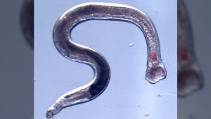 Engineered hookworms could one day dispense drugs from inside your gut