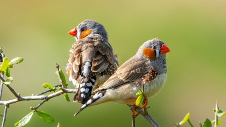 Songs prep the brains of finches yet to hatch for a hot world