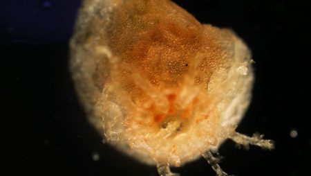 Sea cucumbers harbor ‘zombie’ tissues that won’t die