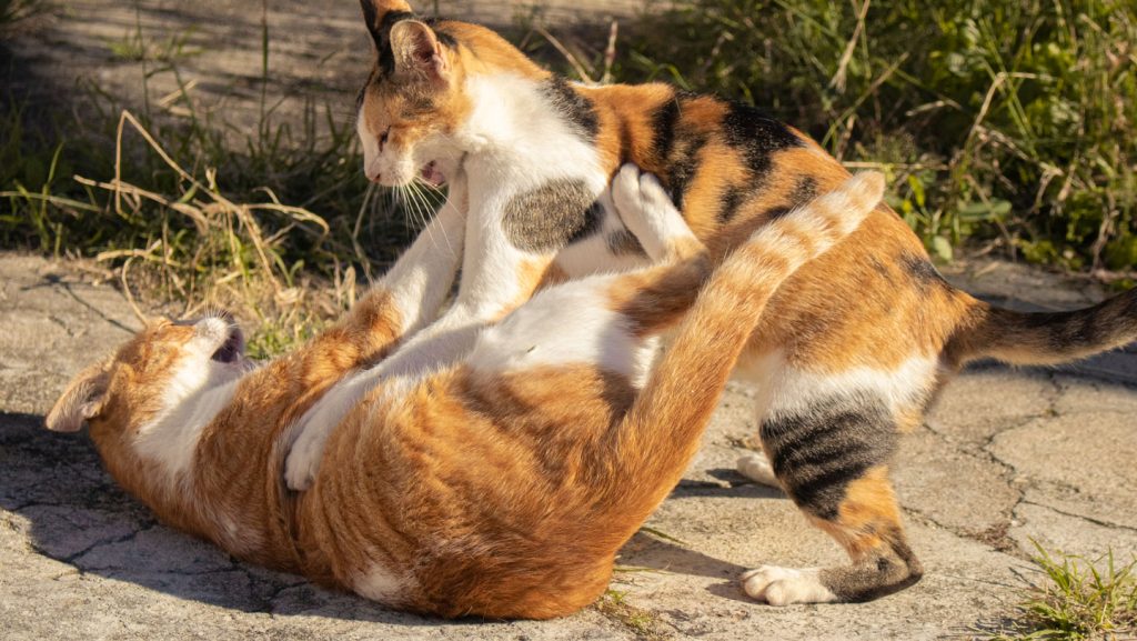 A deadly fungus that can infect cats and people is spreading