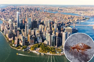US states with greatest risk of bed bugs revealed— and NY shockingly doesn’t make top 5