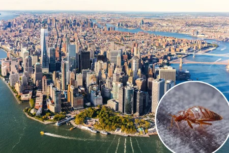 US states with greatest risk of bed bugs revealed— and NY shockingly doesn’t make top 5