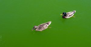 Algae Is Turning the Reflecting Pool Green. Again.