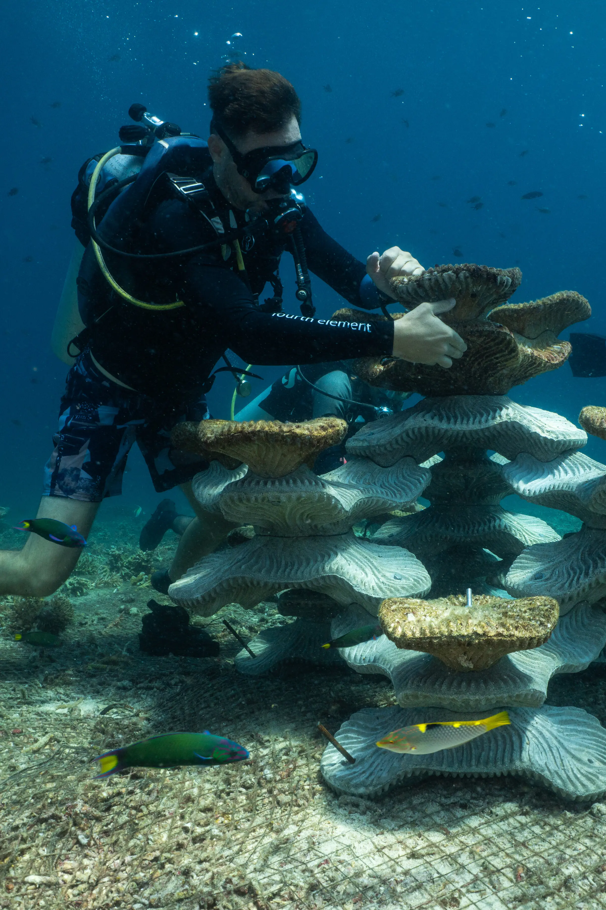 Conservationists Install Artificial Reefs Where Corals Once Stood