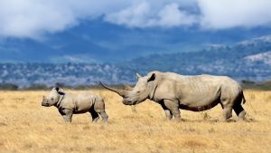 Safaricom Partners With Chainalysis to Track Illegal Wildlife Trade Payments Using AI