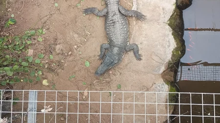Man charged with attempted murder, released after allegedly forcing toddler into crocodile enclosure at zoo