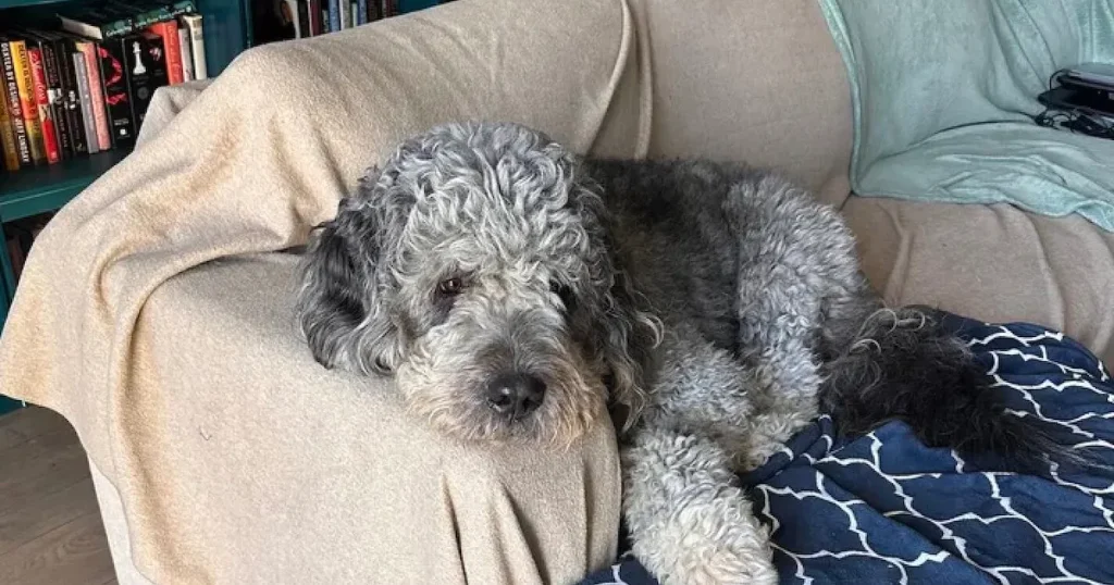 Family’s Dog Fatally Shot by LAPD Officer While Woman Celebrated New York Knicks Victory
