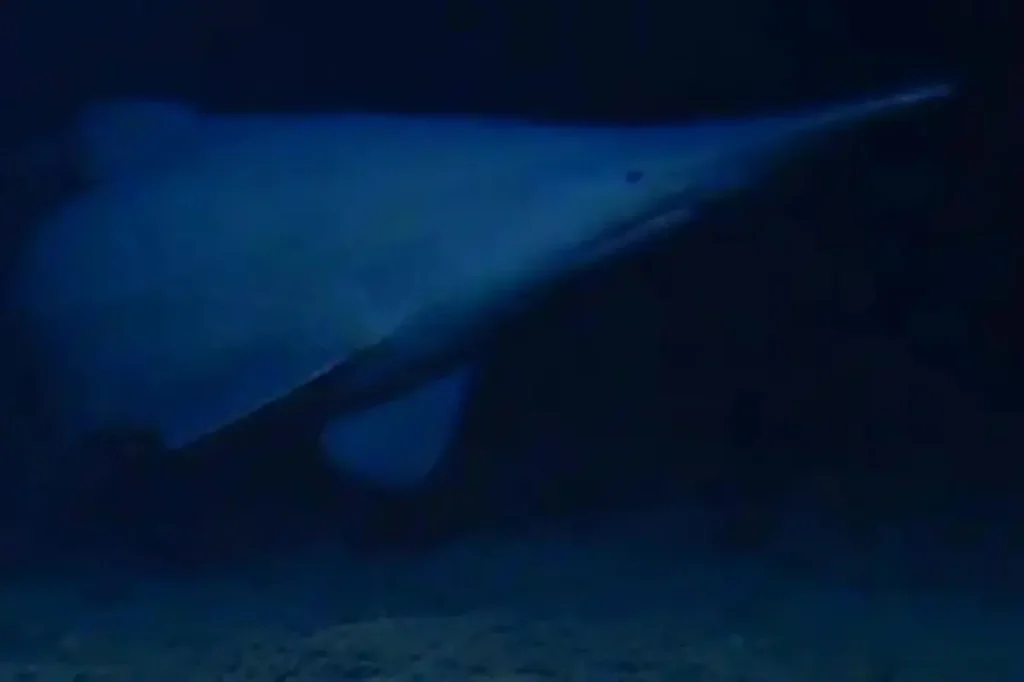 Goblin shark spotted for first time in its natural habitat — one of the deepest parts of the ocean