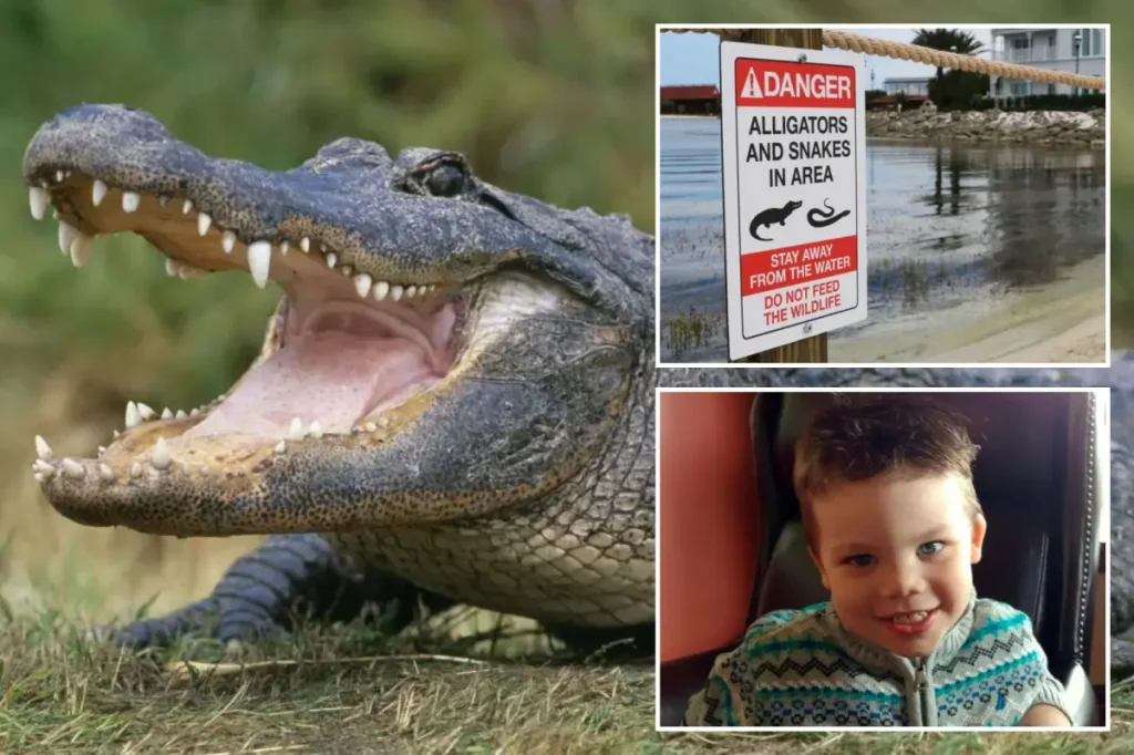 More than 400 alligators removed from Disney World since toddler’s tragic death in 2016
