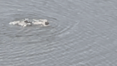 Rogue swimmer arrested after diving into 11-acre Central Park lake in failed attempt to escape NYPD