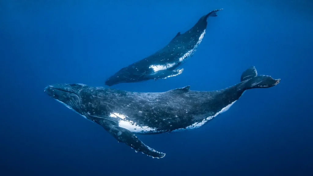 This humpback whale hunting strategy has been out of sight — until now