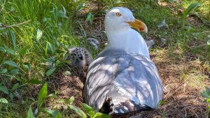 Young gulls’ drab plumage may help them avoid adult attacks