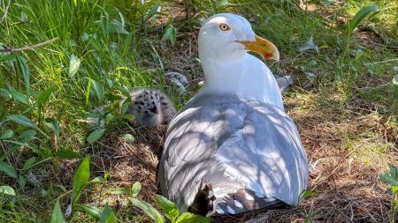 Young gulls’ drab plumage may help them avoid adult attacks