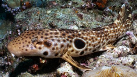 A new species of walking shark has been found in Papua New Guinea