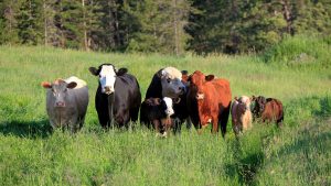 Beefalo are bred to be part bison. A new study says most aren’t