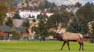 The animal behind most aggressive wildlife encounters may surprise you