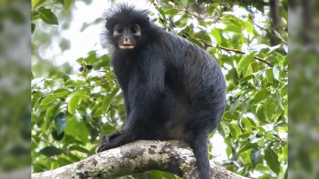A new monkey species has been found deep in Congo’s forests